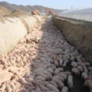 소원축산 이미지