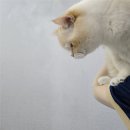 엠아이테크 | 국내산 초음파 가습기 추천! 엠아이디자인 완전분리 간편세척 가습기 구매 후기