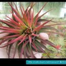 시아농장 이미지