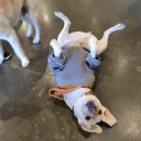 복실애견 이미지