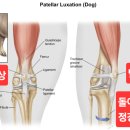 로로동물의료센터 이미지
