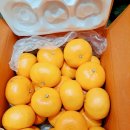 두식농원 | 농라까페 베낭골농원, 천혜향 5키로 재구입-*