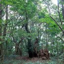 완도 주도 상록수림 이미지