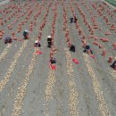 함양톱밥 이미지