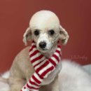 위위그루밍 이미지