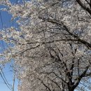 산양교 - 화천군 | 산양교