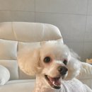 퍼피트리 이미지