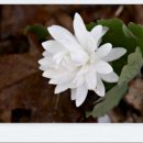 Sanguinaria canadense multiplex 'Plena' 이미지