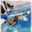 수원 영통애견카페 강아지동반가능 보고싶당개오픈이벤트