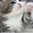 라온캣 대구고양이분양 낭만펫 강아지분양 대구점 이미지