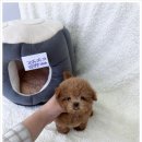 강아지분양 고양이분양 멍앤냥 수원점 이미지