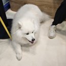 올리스 24 펫택시 네이버블로그