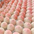 원주복숭아빵 이미지