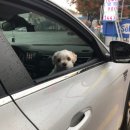 스카이애견 이미지