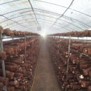 칠하농장 이미지