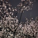 연천세계캠핑체험존 - 야영장 | C8. 연천 세계캠핑체험존 별빛 데크 야영장 6번 :)