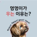 (주)펫닥 이미지