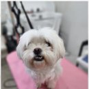 선사애견 이미지