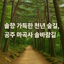 6월28일(일) 공주시 태화산(마곡사) 솔바람길+ 유구 색동수국 정원 축제 이미지