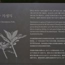 제주 천지연 담팔수 자생지 이미지