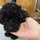 뭉뭉이네 | 계산동 애견미용 엄지네 멍멍이살롱 : 겁 많은 5개월 아가 '뭉뭉이'의 미용 적응기🐶