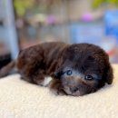 블리독수원점 고양이강아지분양 미니비숑프리제말티푸포메입양 이미지