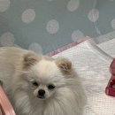 경주동물메디컬센터 | 강아지 눈 이상으로 경주동물병원 경주동물메디컬센터 다녀왔어요(+ 강아지보험 펫퍼민트 보험금 청구...