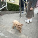 가림결혼정보 이미지