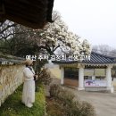 예산군 관광안내소 | 예산 추사고택 실시간 | 목련과 수선화가 머무는 고즈넉한 봄 산책, 2026 예산 시티투어 활용 꿀팁