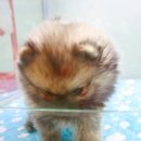 애개 하우스 이미지