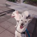 (주)씨스루키친 네이버블로그