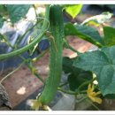 대기농장 이미지