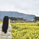 성산읍 오조리 성산중기 옆 | 제주 유채꽃 무료 명소｜성산 유채꽃재배단지 3월 개화 상태 &amp; 주차 정보