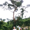 삐삐포레스트