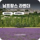 남프랑스 프로방스 보랏빛 마을 쏘(Salut) 라벤더축제