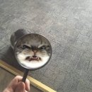 라프리쉬
