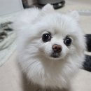 청해동태생태찌개 | 응암동 맛집 [퓨전일등포차] 은평구 닭발 동태찌개 맛있는 동네 술집추천 찐내돈내산 솔직후기