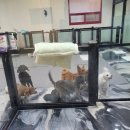 멍냥하숙집 이미지