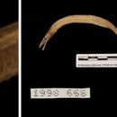 오리와 장어 이미지