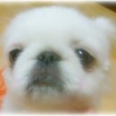 토토페키 이미지