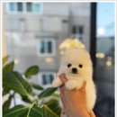 마마스미독 강아지분양 인천점 이미지