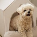 강아지집 이미지