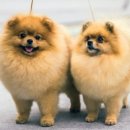 퍼피데이즈강아지분양김포