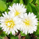 하얀민들레 이미지