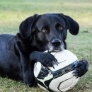 강아지 마음 이미지