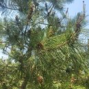 솔잎농장 이미지