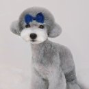 베스트 인 쇼 이미지