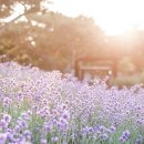 제주허브동산 이미지