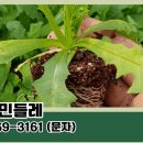 토종흰민들레식품 이미지