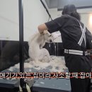 배트독 이미지